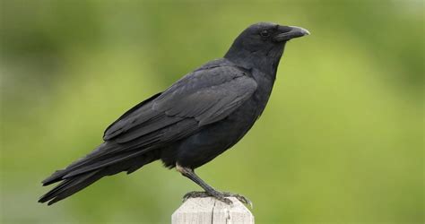crow fish|Fish Crow Overview, All About Birds, Cornell Lab of .